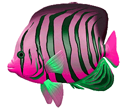 mediumFish2