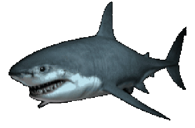 Shark